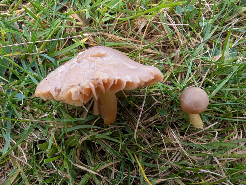 Hygrocybe aff. quietaPhotographer: � David Mitchel