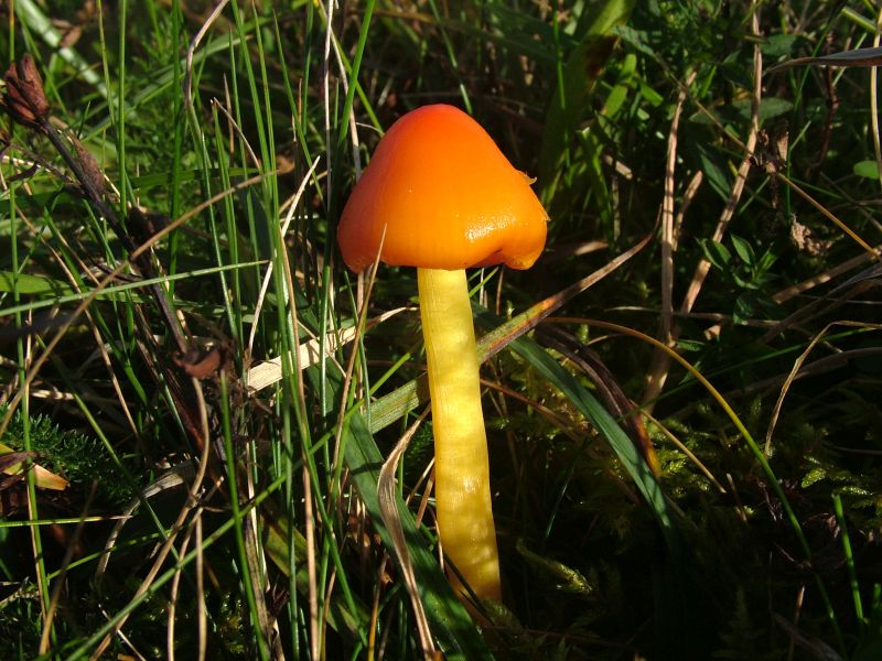 Hygrocybe aurantiosplendensPhotographer:  David Mitchel