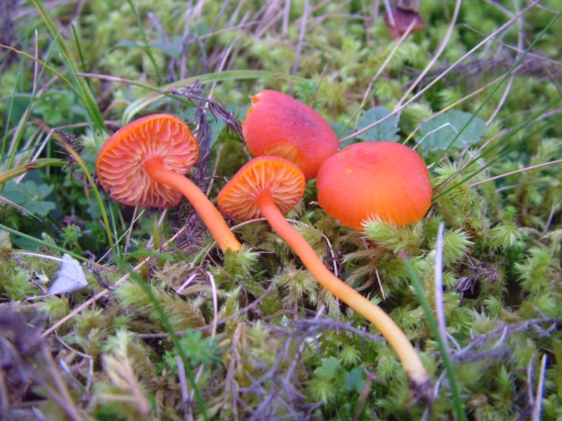 Hygrocybe calciphilaPhotographer:  David Mitchel