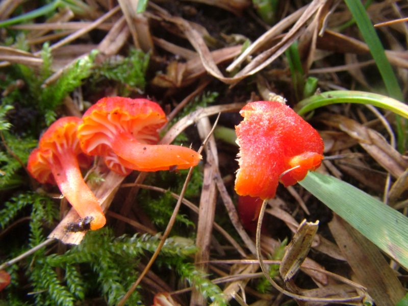 Hygrocybe lepidaPhotographer:  David Mitchel