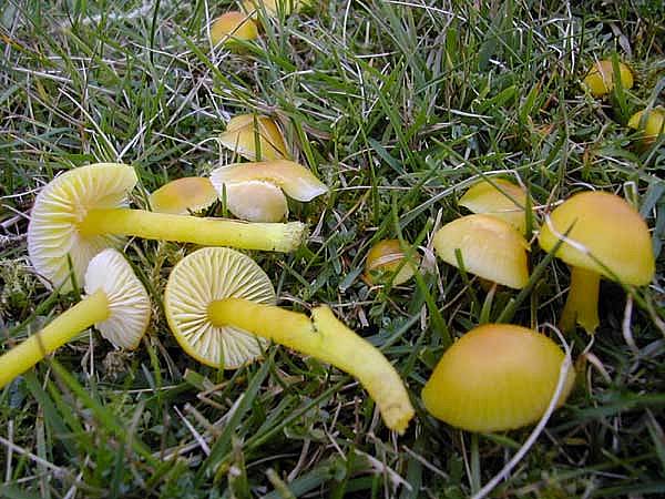 Hygrocybe ceraceaPhotographer:  David Mitchel