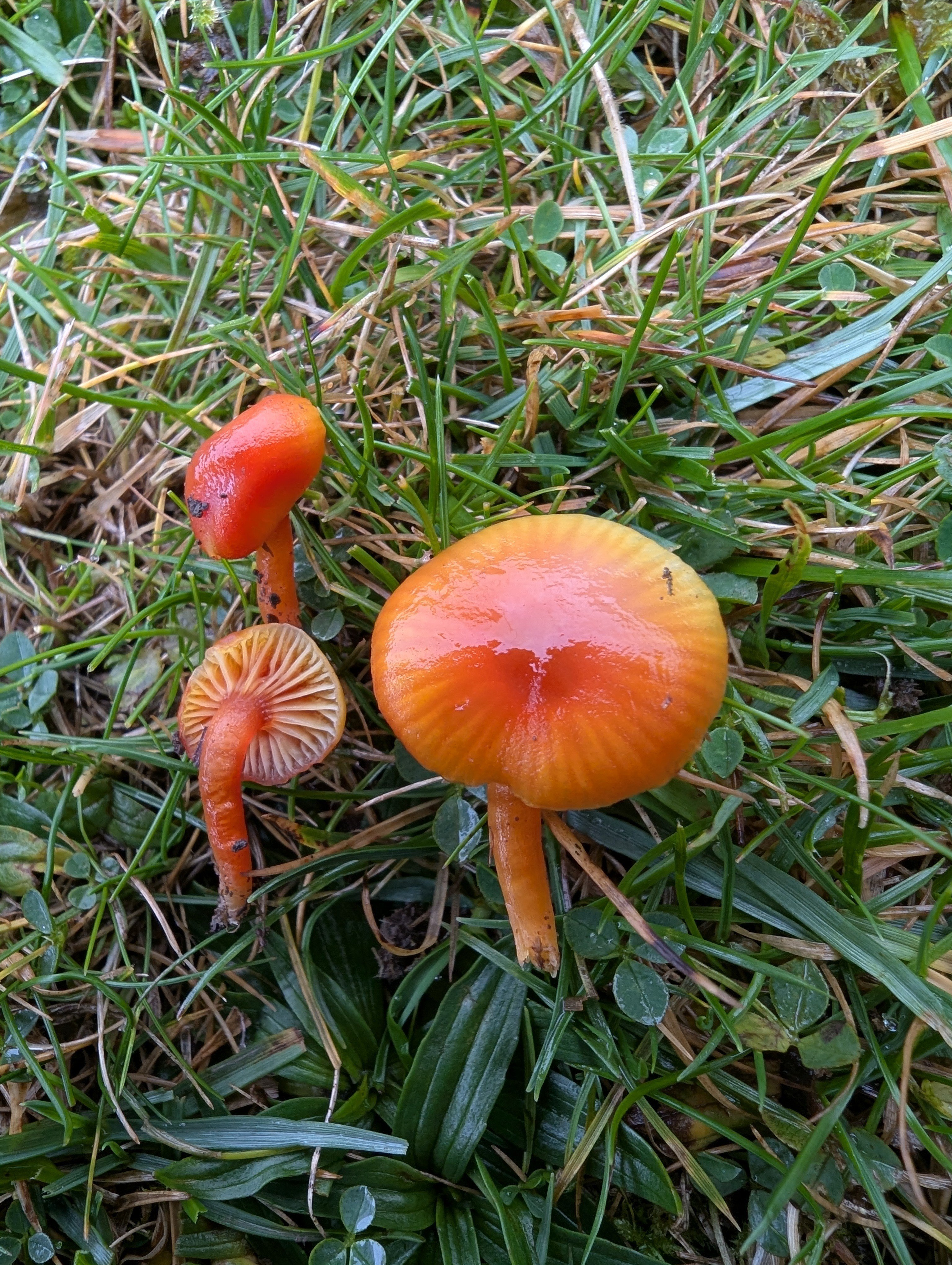 Hygrocybe cf. aurantiocitrinaPhotographer: � David Mitchel