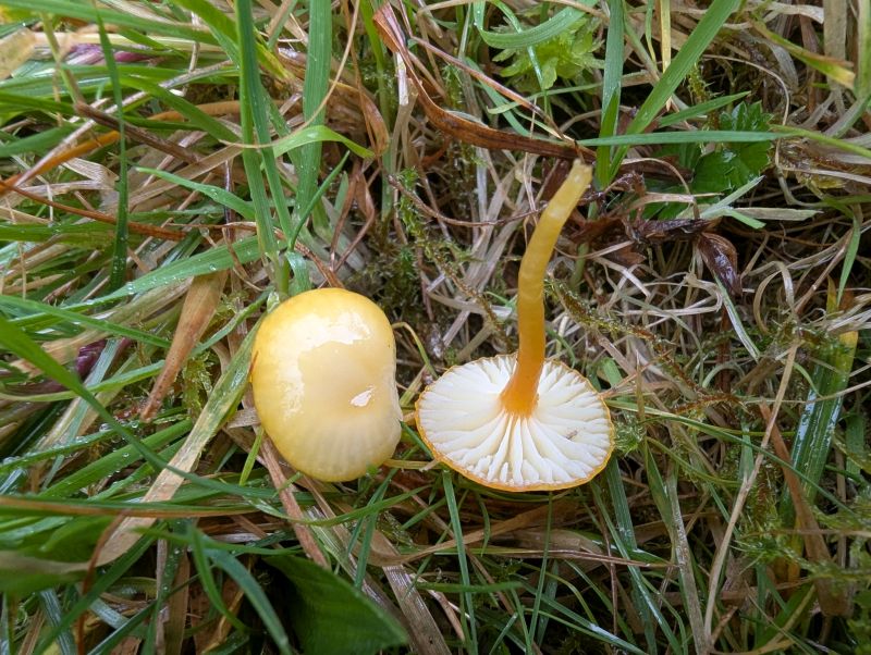 Hygrocybe cf. parvulaPhotographer: � David Mitchel
