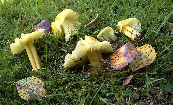 Hygrocybe citrinovirensPhotographer:  Ronnie Irvine