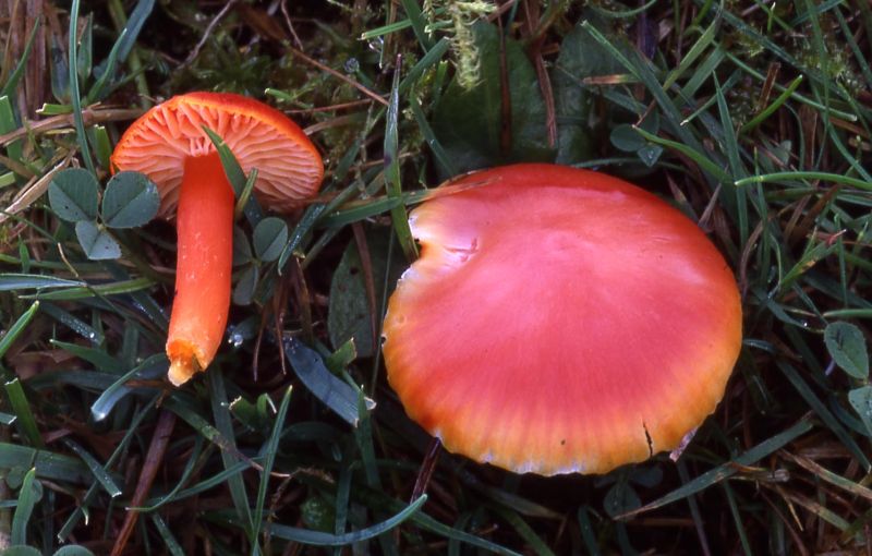 Hygrocybe coccineaPhotographer:  David Mitchel