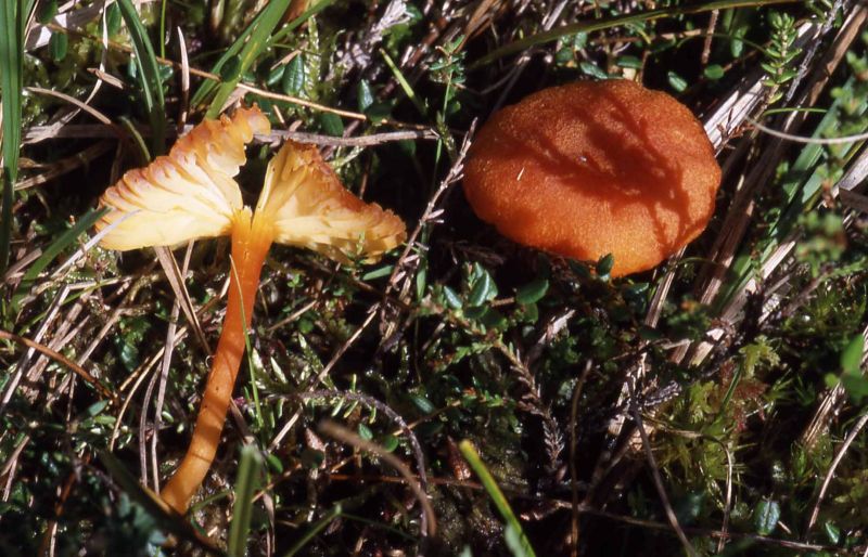 Hygrocybe coccineocrenataPhotographer:  David Mitchel