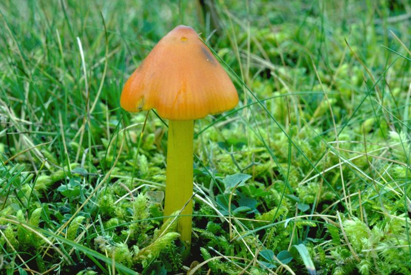 Hygrocybe conicoidesPhotographer:  David Mitchel