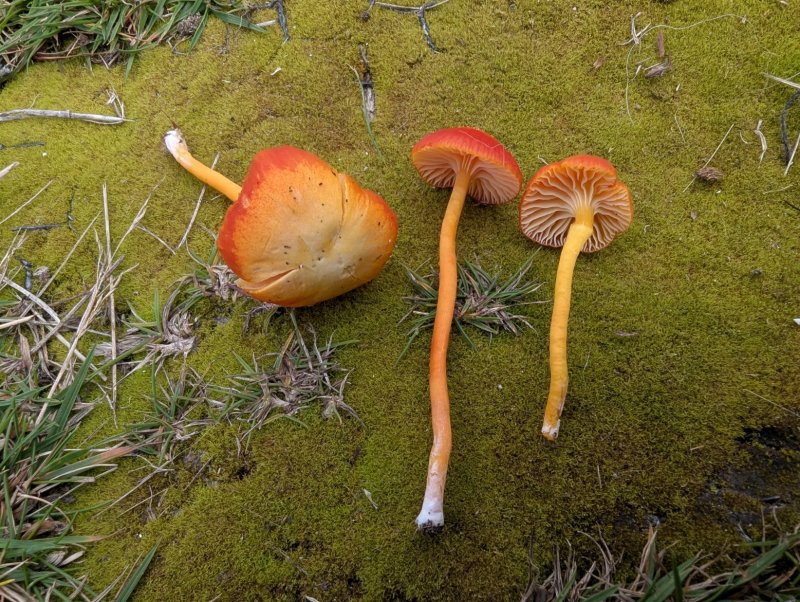 Hygrocybe constrictosporaPhotographer: � David Mitchel