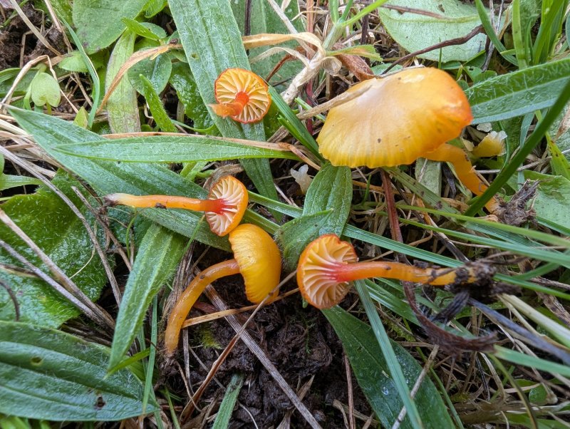 Hygrocybe garajonayensisPhotographer: � David Mitchel