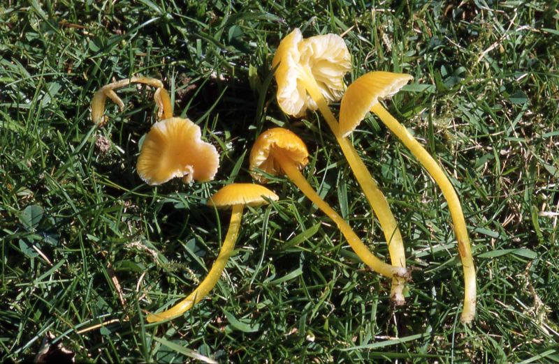 Hygrocybe glutinipes var. glutinipesPhotographer:  David Mitchel