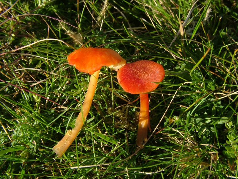 Hygrocybe helobiaPhotographer:  David Mitchel