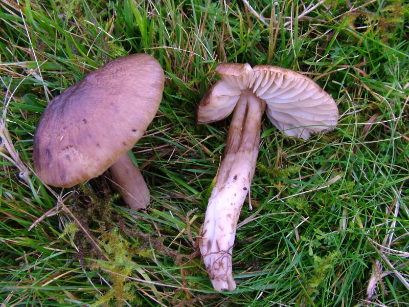 Neohygrocybe ingrataPhotographer:  Mark Wright