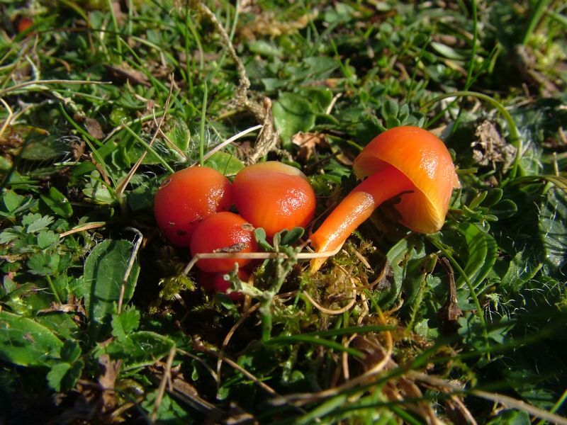 Hygrocybe insipidaPhotographer:  David Mitchel