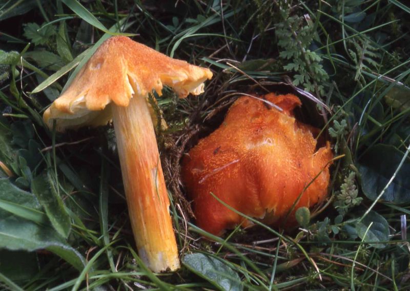 Hygrocybe intermediaPhotographer:  David Mitchel