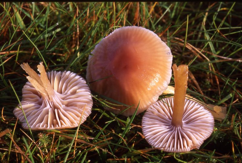 Gliophorus laetus var. laetusPhotographer:  David Mitchel