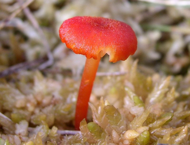 Hygrocybe miniataPhotographer:  David Mitchel