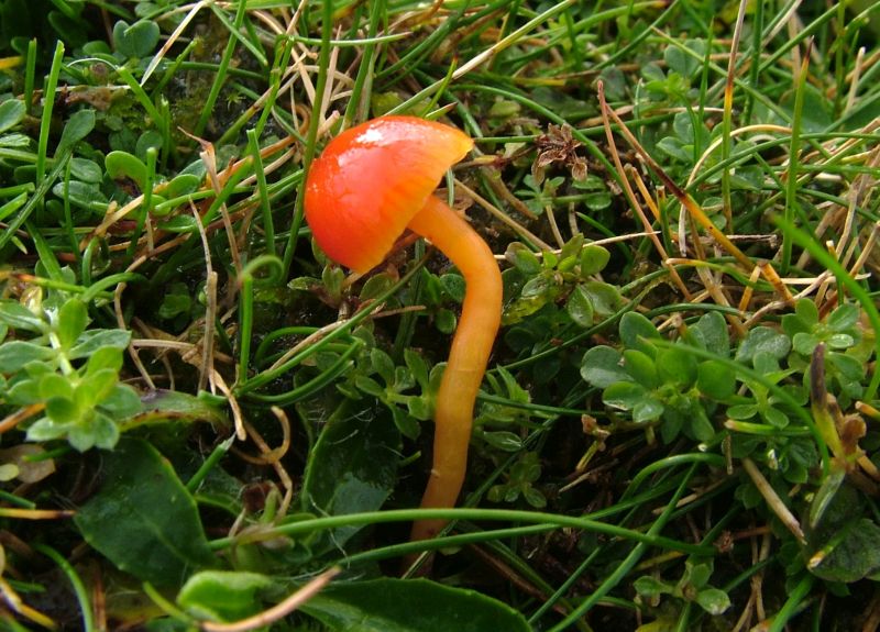 Hygrocybe mucronellaPhotographer:  David Mitchel