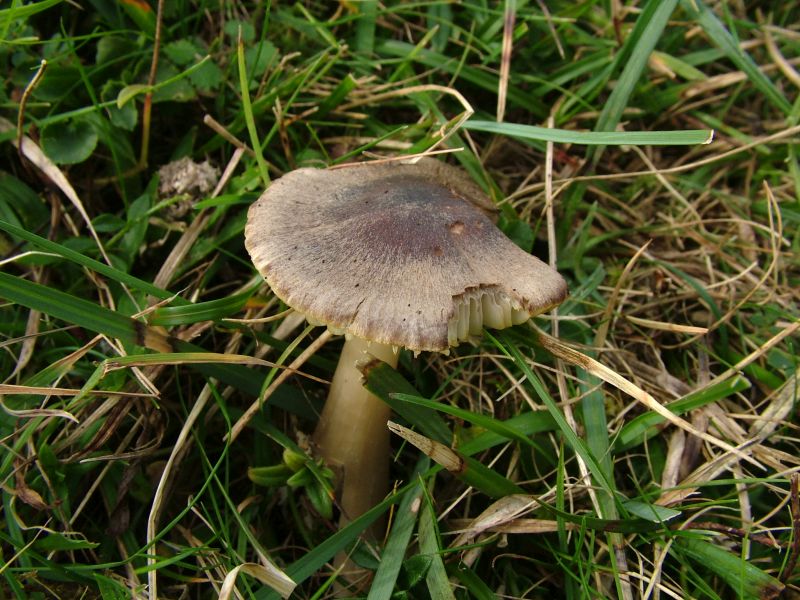 Neohygrocybe nitrataPhotographer:  David Mitchel