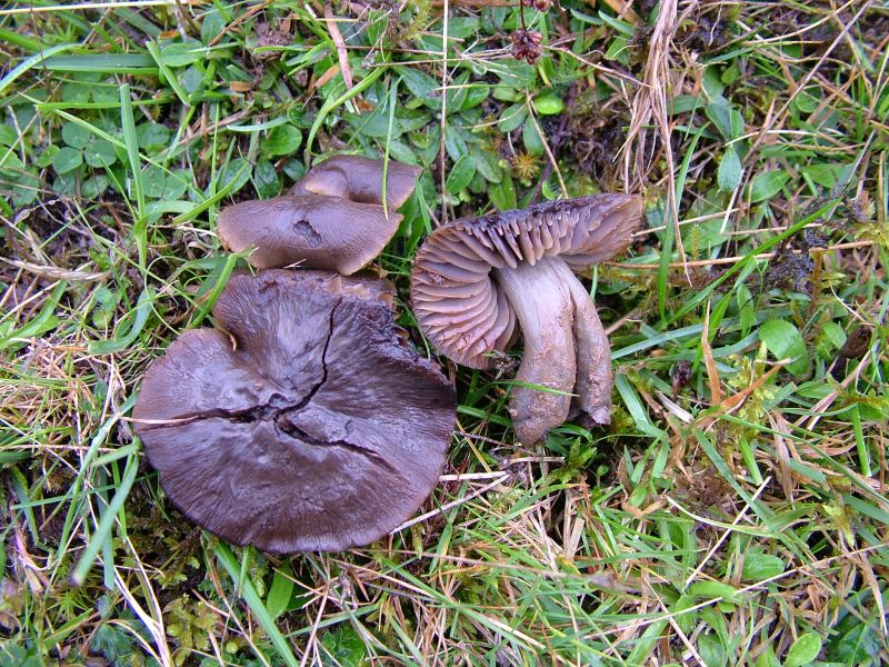 Neohygrocybe ovinaPhotographer:  David Mitchel