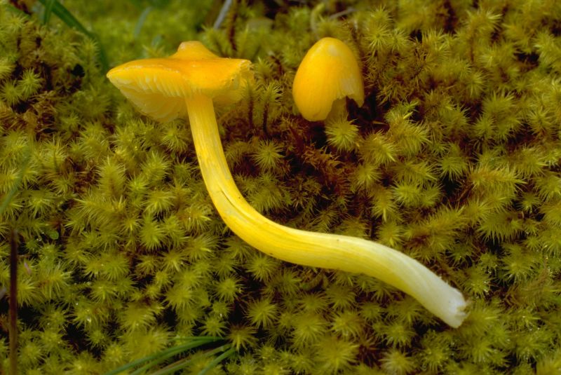 Hygrocybe acutoconica var. acutoconicaPhotographer:  Mark Wright