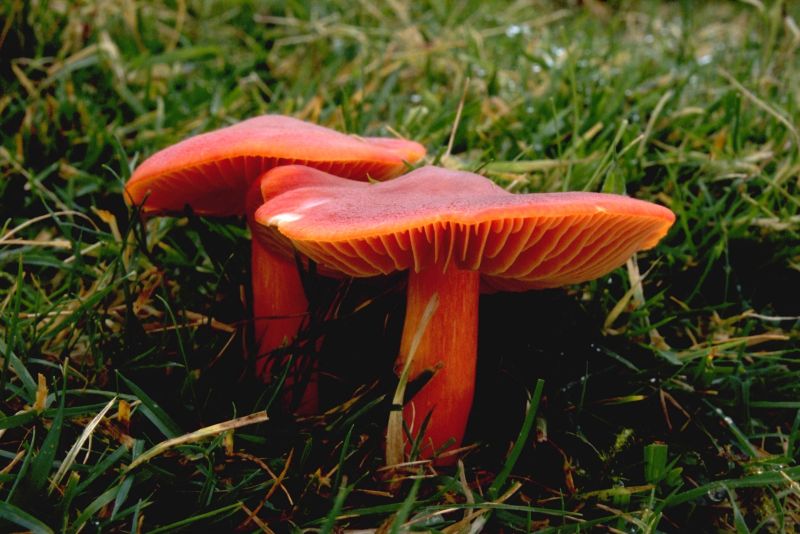 Hygrocybe puniceaPhotographer:  Mark Wright