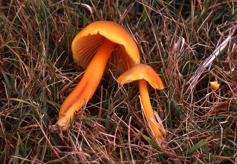 Hygrocybe quietaPhotographer:  David Mitchel