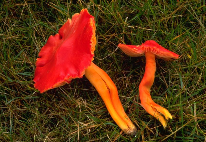 Hygrocybe splendidissimaPhotographer:  David Mitchel