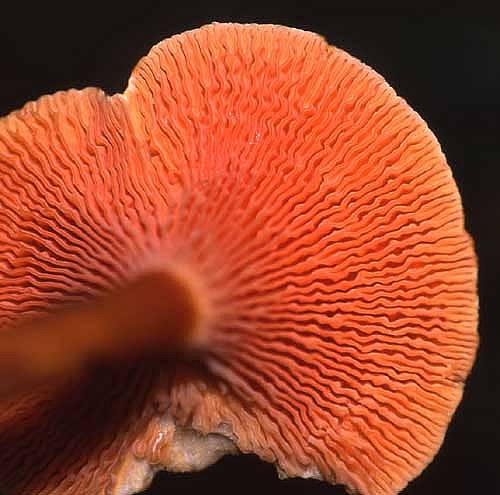 Hygrophoropsis aurantiacaPhotographer:  David Mitchel