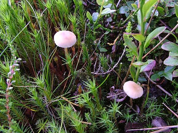 Hypholoma elongatumPhotographer:  David Mitchel