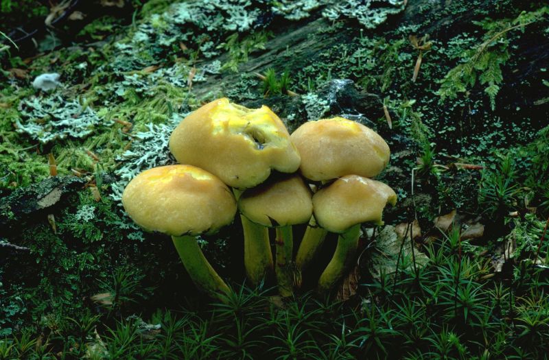 Hypholoma fascicularePhotographer:  David Mitchel