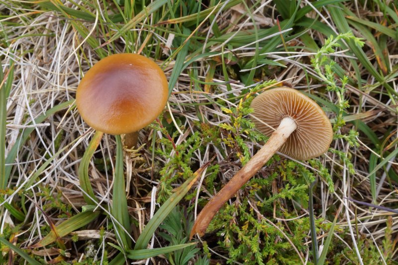 Hypholoma udumPhotographer:  David Mitchel