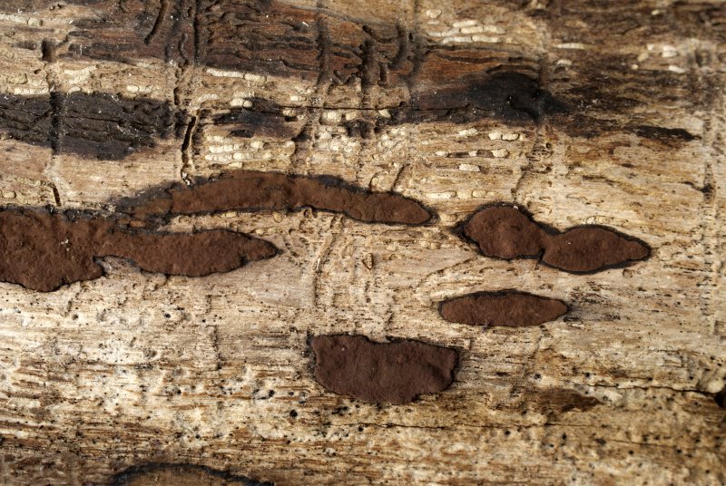 Hypoxylon petriniaePhotographer:  David Mitchel