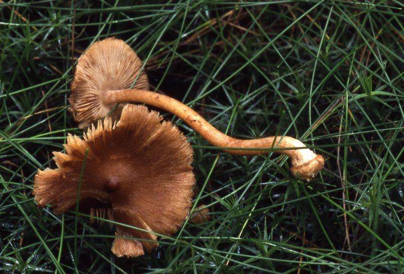 Inocybe asterosporaPhotographer:  David Mitchel