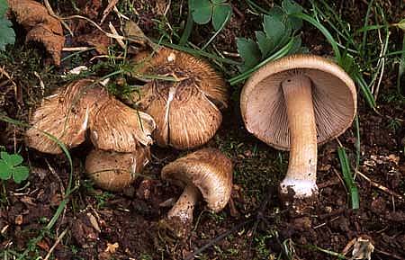 Inocybe cookeiPhotographer:  David Mitchel