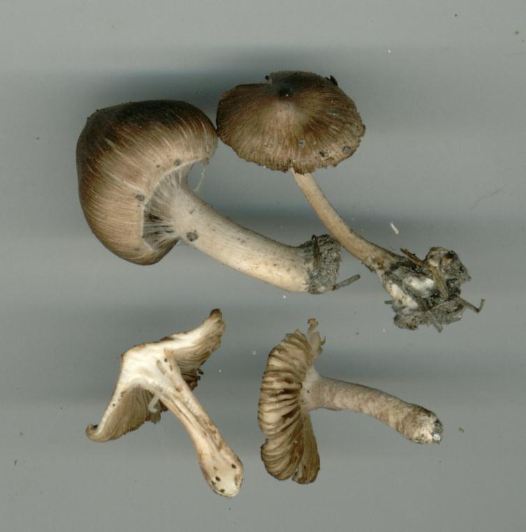 Inocybe glabripesPhotographer:  David Mitchel