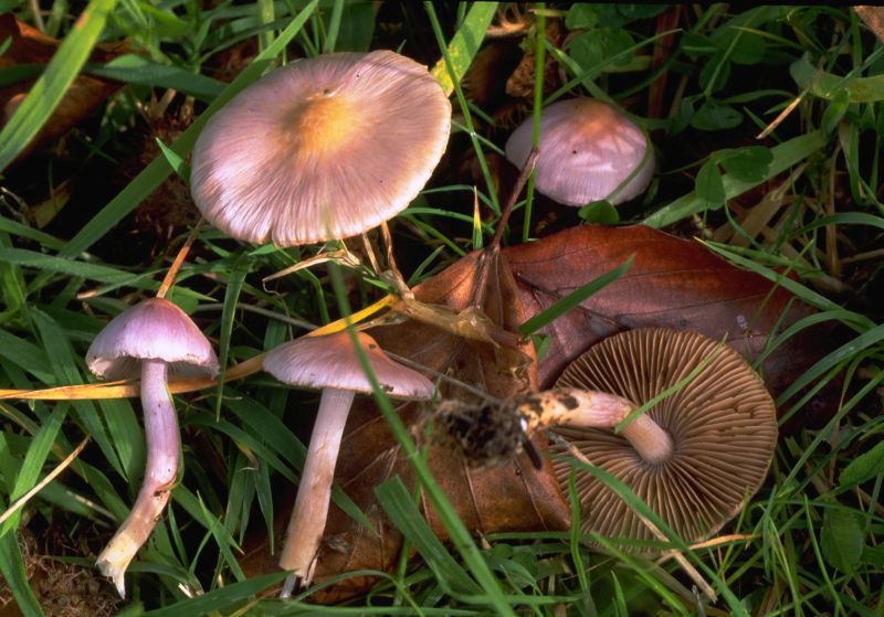 Inocybe geophylla var. lilacinaPhotographer:  Mark Wright