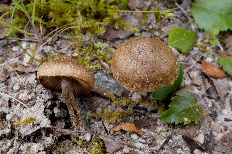 Inocybe lacera var. laceraPhotographer:  David Mitchel