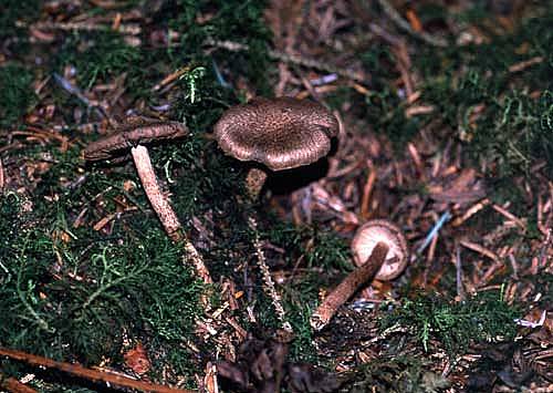 Inocybe lanuginosa s. lat.Photographer: © David Mitchel