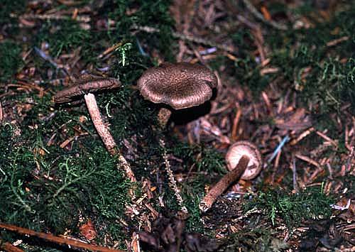 Inocybe lanuginosaPhotographer:  David Mitchel