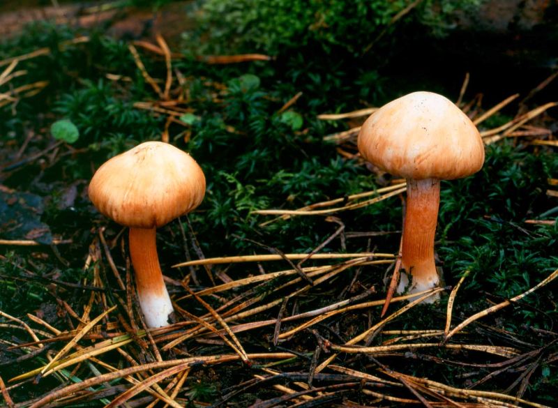 Inocybe whiteiPhotographer:  Roy Anderson