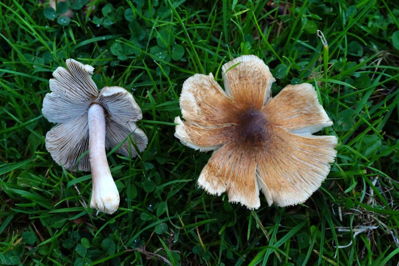 Inocybe rimosaPhotographer:  David Mitchel