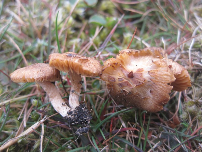 Inocybe solutaPhotographer:  David Mitchel