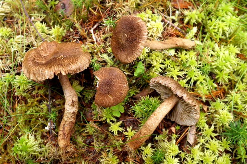 Inocybe stellatosporaPhotographer:  David Mitchel