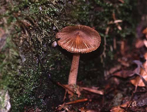 Inocybe subcarptaPhotographer:  David Mitchel