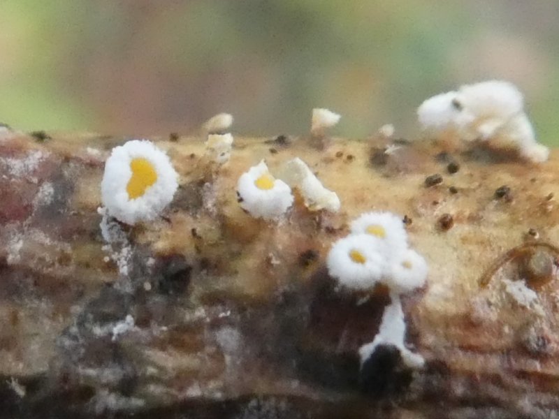 Capitotricha bicolorPhotographer:  Aideen O