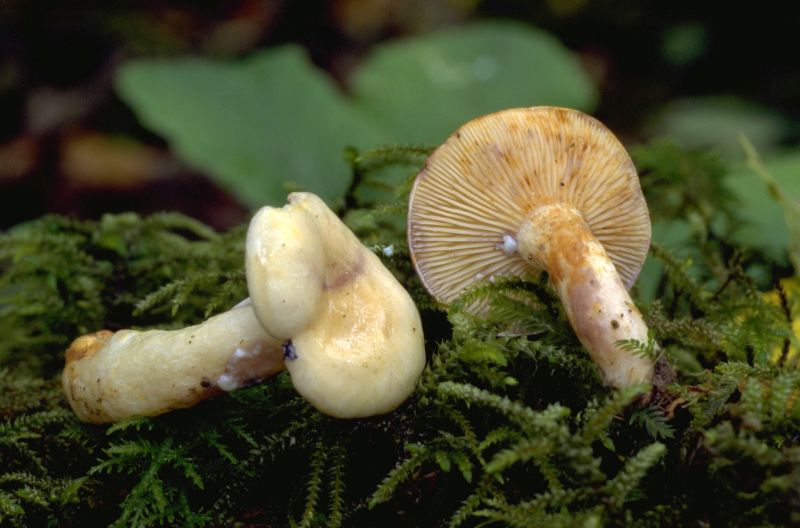 Lactarius aspideusPhotographer:  Mark Wright