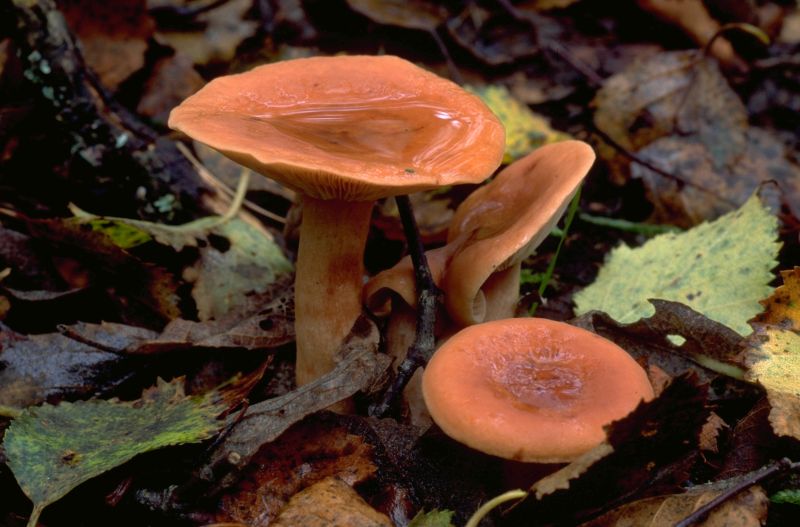 Lactarius aurantiacusPhotographer:  Mark Wright