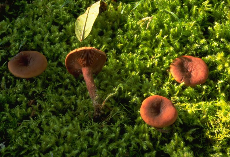 Lactarius camphoratusPhotographer:  David Mitchel