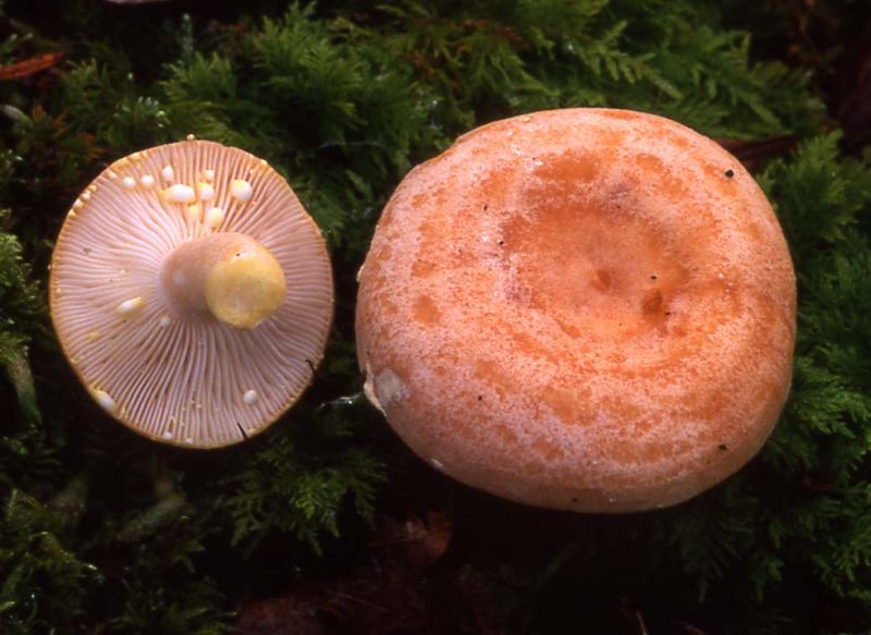 Lactarius chrysorrheusPhotographer:  David Mitchel