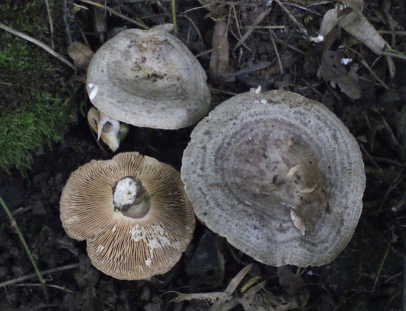 Lactarius circellatusPhotographer:  David Mitchel